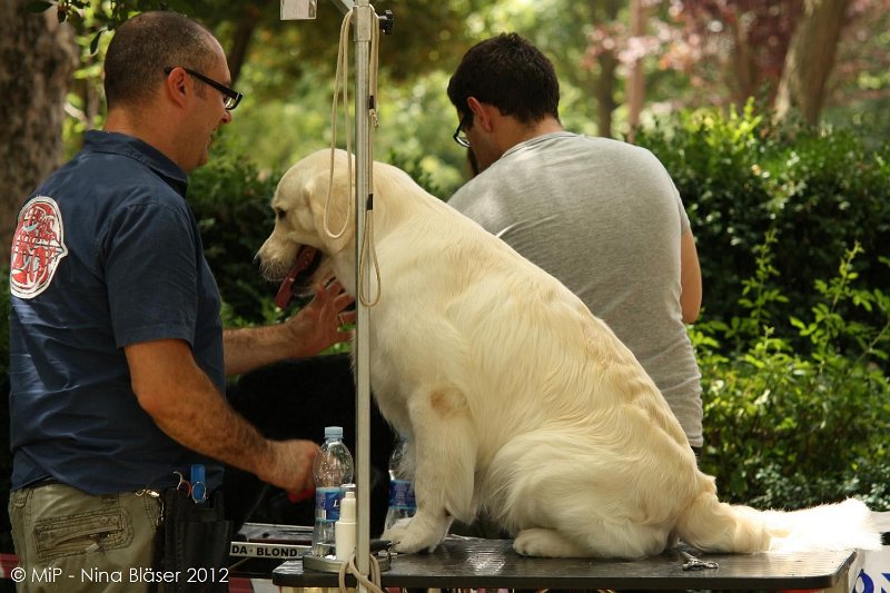 2012-07-01 B & B - Bedlington & Bichon Fun Day (33)_1500x1000.jpg